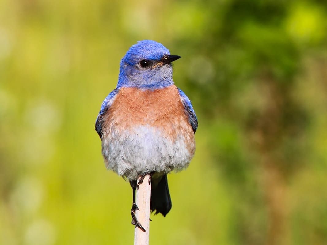 Audubon Society of Portland Youth Programs