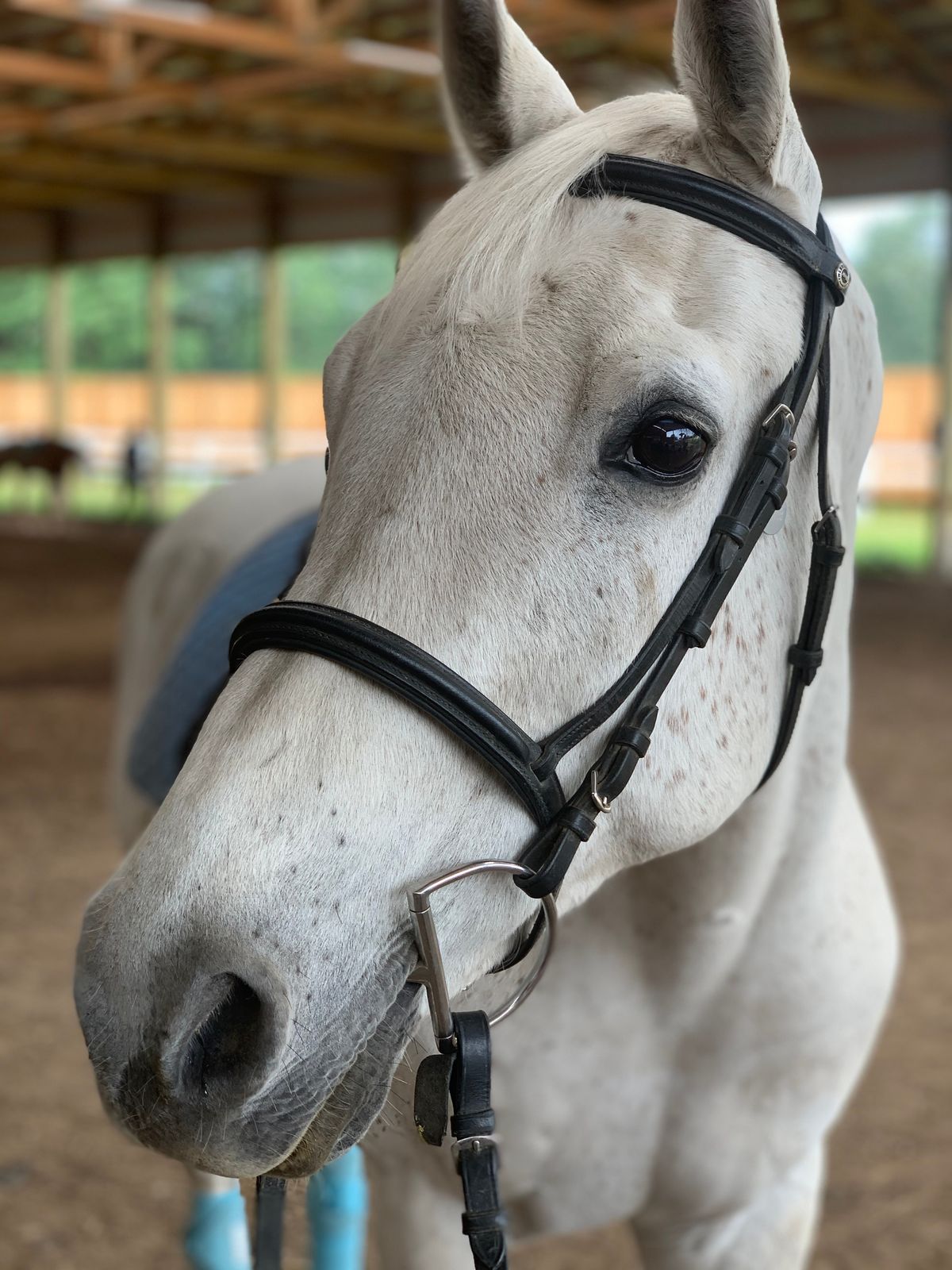 Avalon Management Riding Lessons and Boarding photo 1