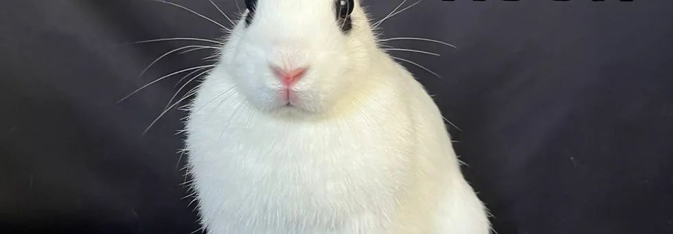 BunnyLuv Theatre photo 4