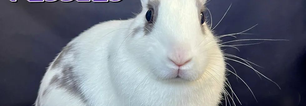 BunnyLuv Theatre photo 5