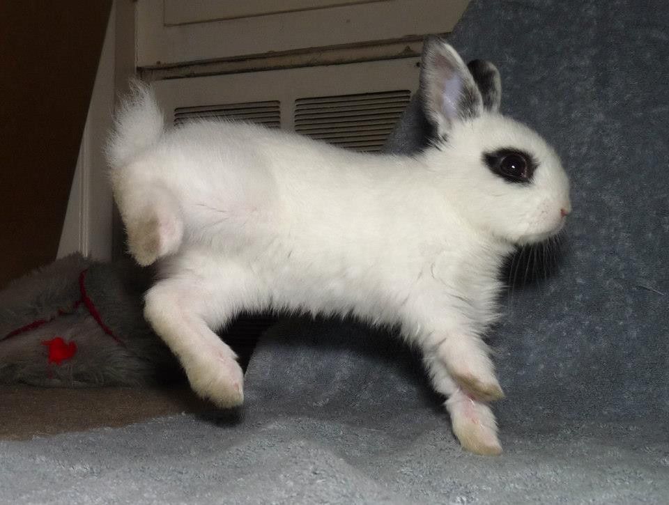 BunnyLuv Theatre