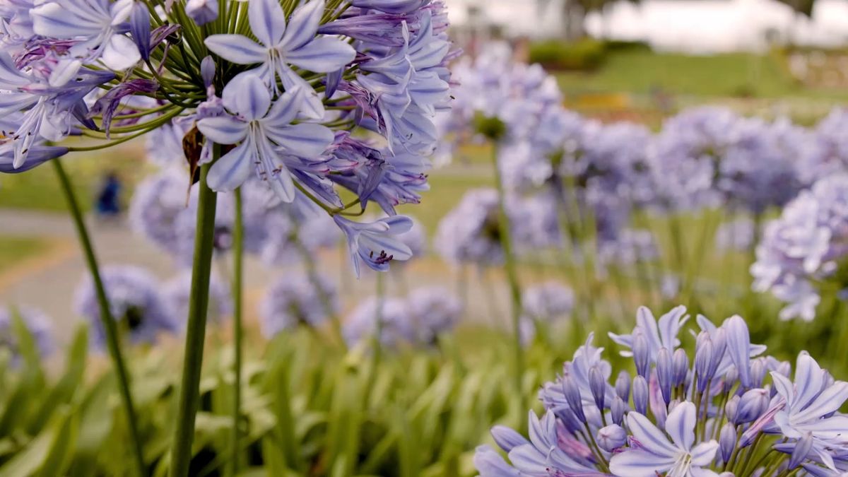 Conservatory of Flowers photo 2