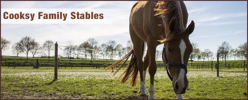 Cooksy Family Stables photo 2