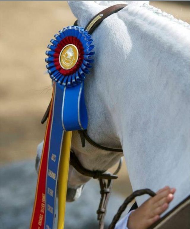 Cougar Mountain Stables