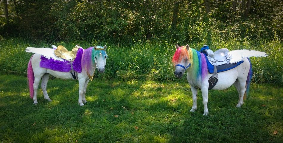 Dreamland Ponies photo 1