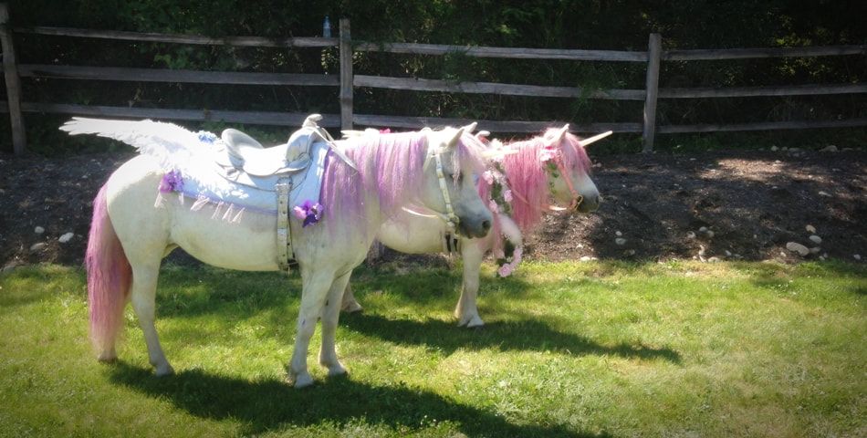 Dreamland Ponies photo 4