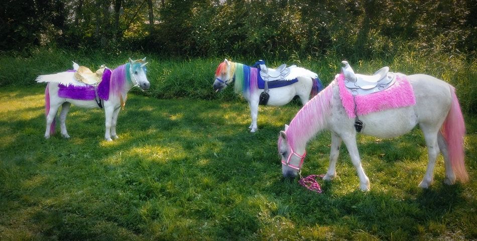 Dreamland Ponies