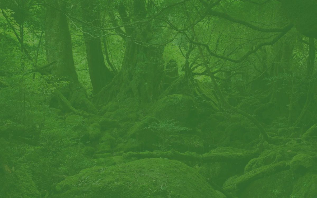 Forest Friends