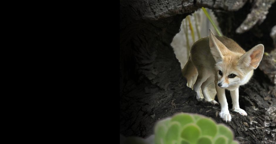 Happy Hollow Park & Zoo photo 3