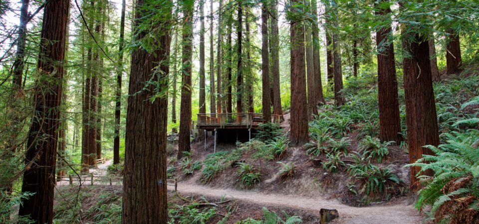 Hoyt Arboretum photo 2