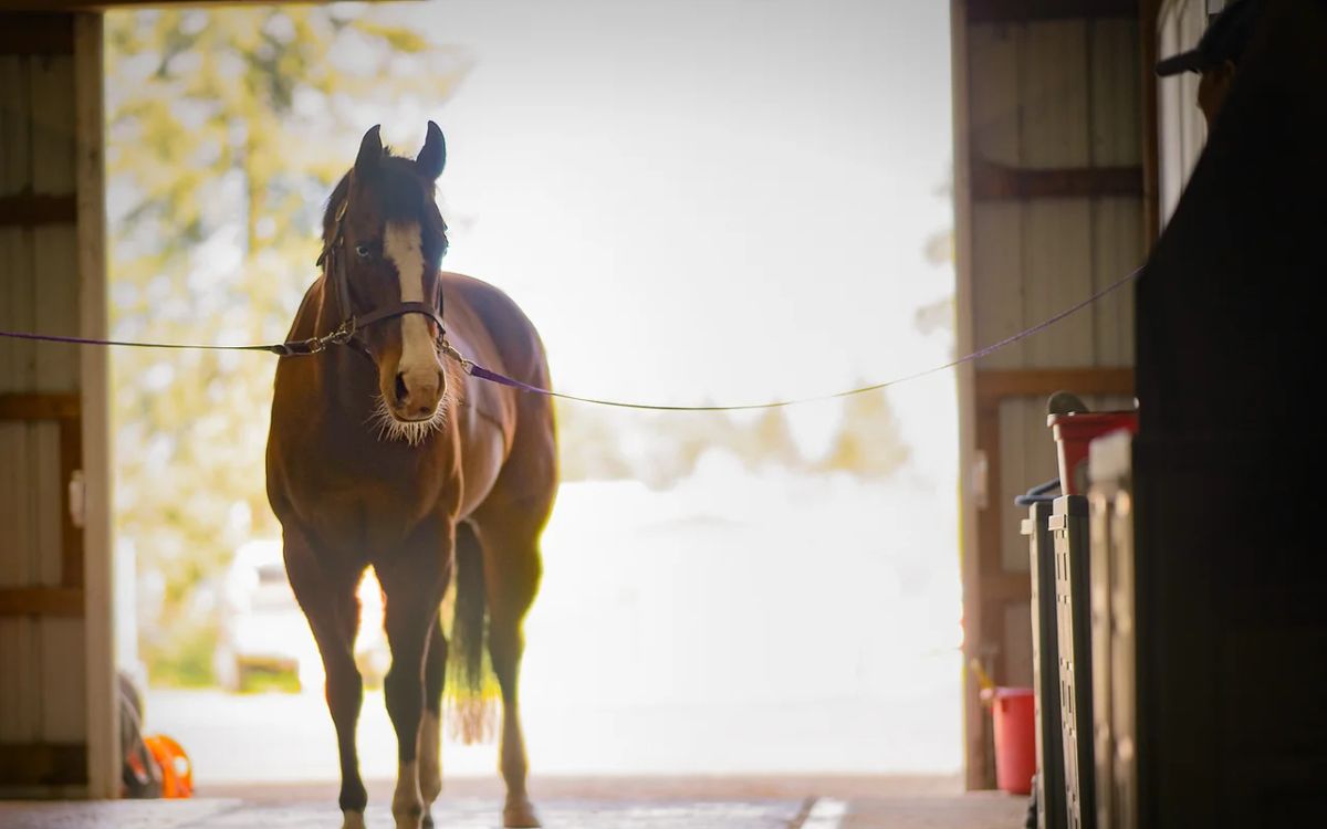 Iron Horse Riding Academy photo 1
