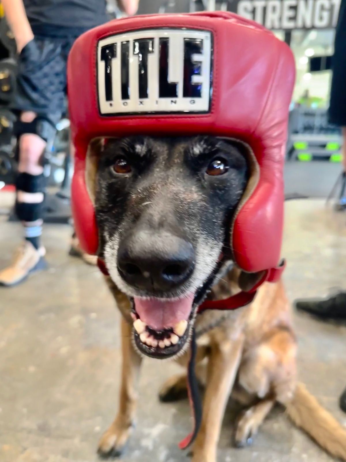 LAKO Boxing Gym photo 3