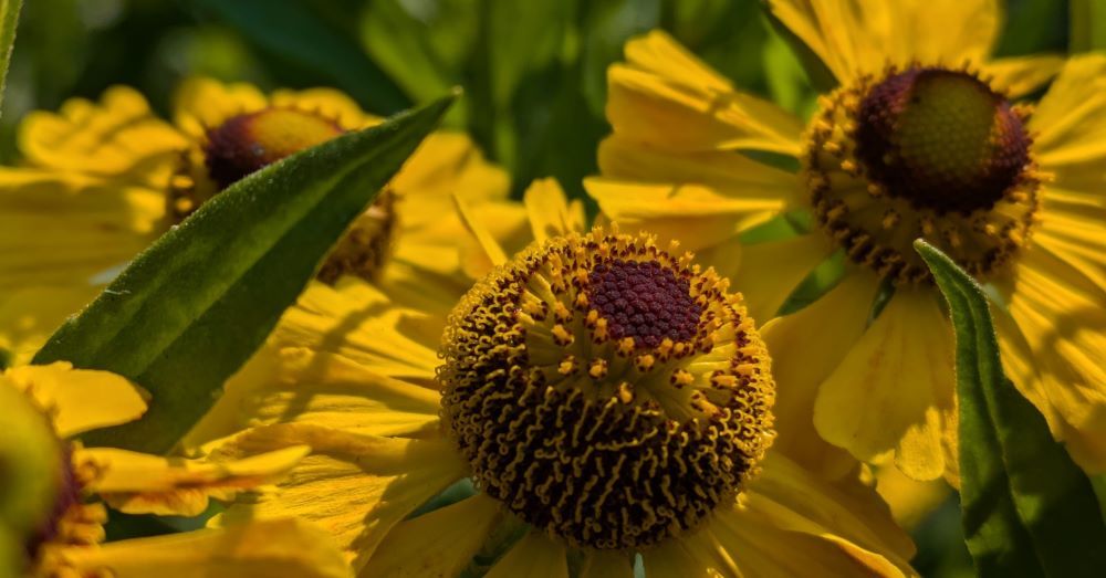 Leach Botanical Garden Youth Education