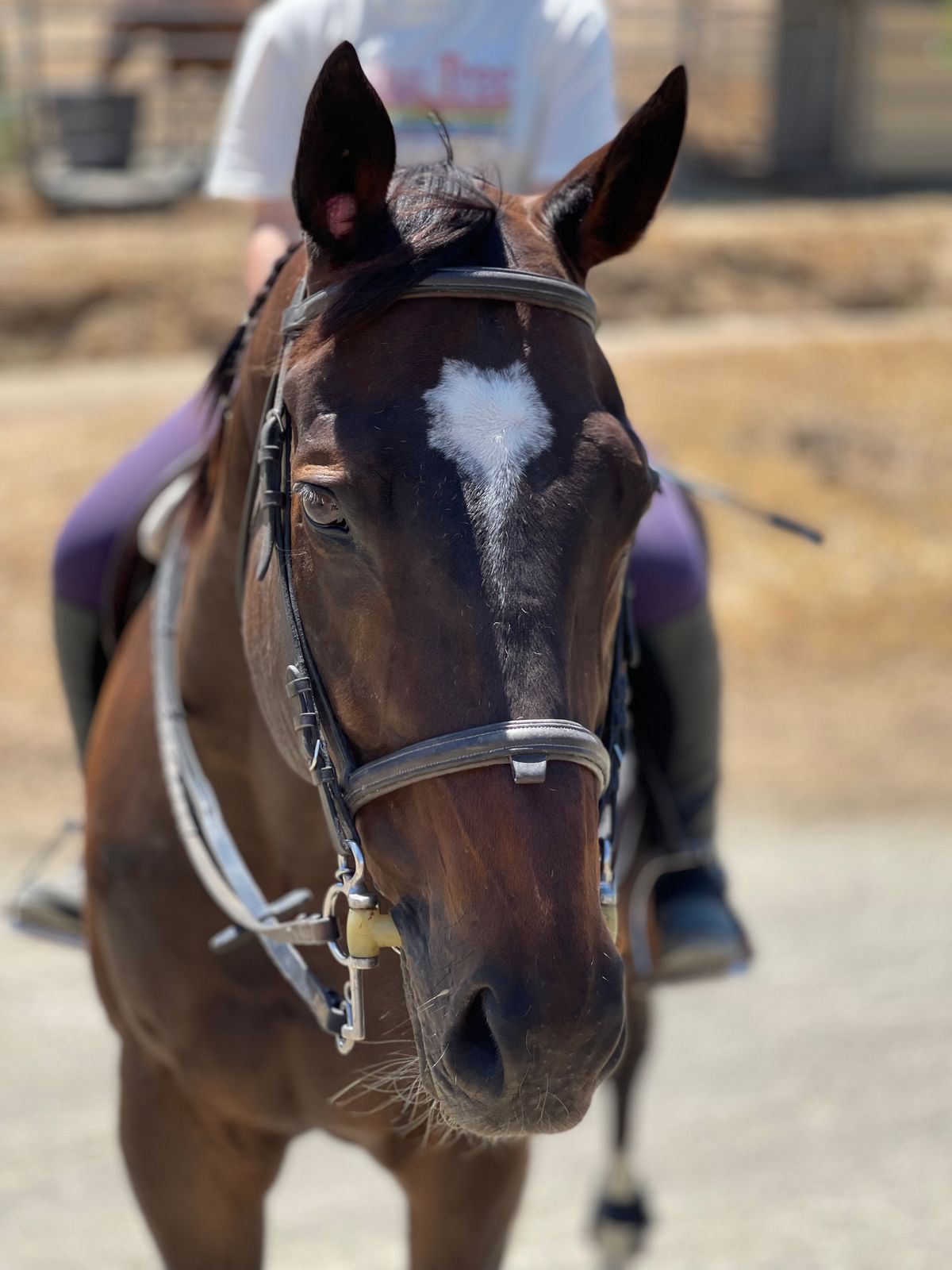 Maple Leaf Equestrian