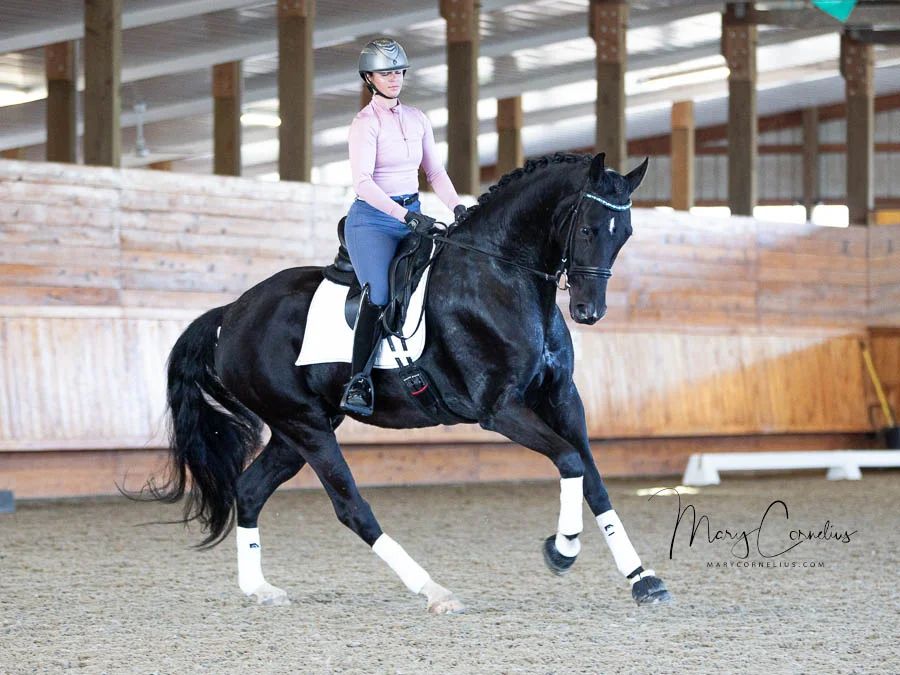 Mercedes Andazola Dressage LLC