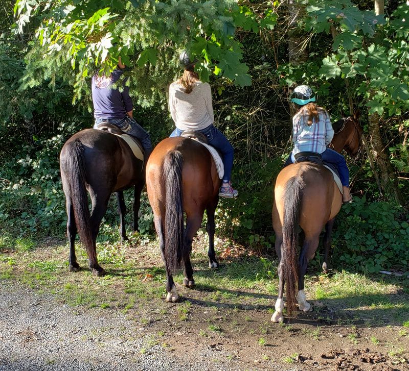 Misty Acres horse Lessons and trail rides photo 1