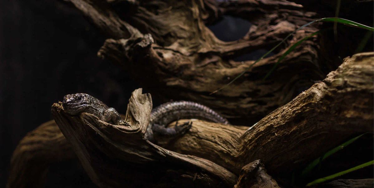 Osher Rainforest at the California Academy of Sciences photo 1