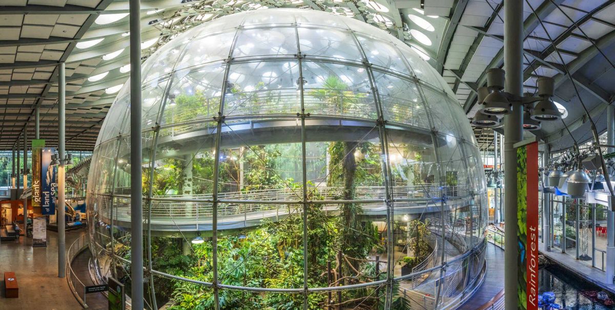 Osher Rainforest at the California Academy of Sciences photo 2