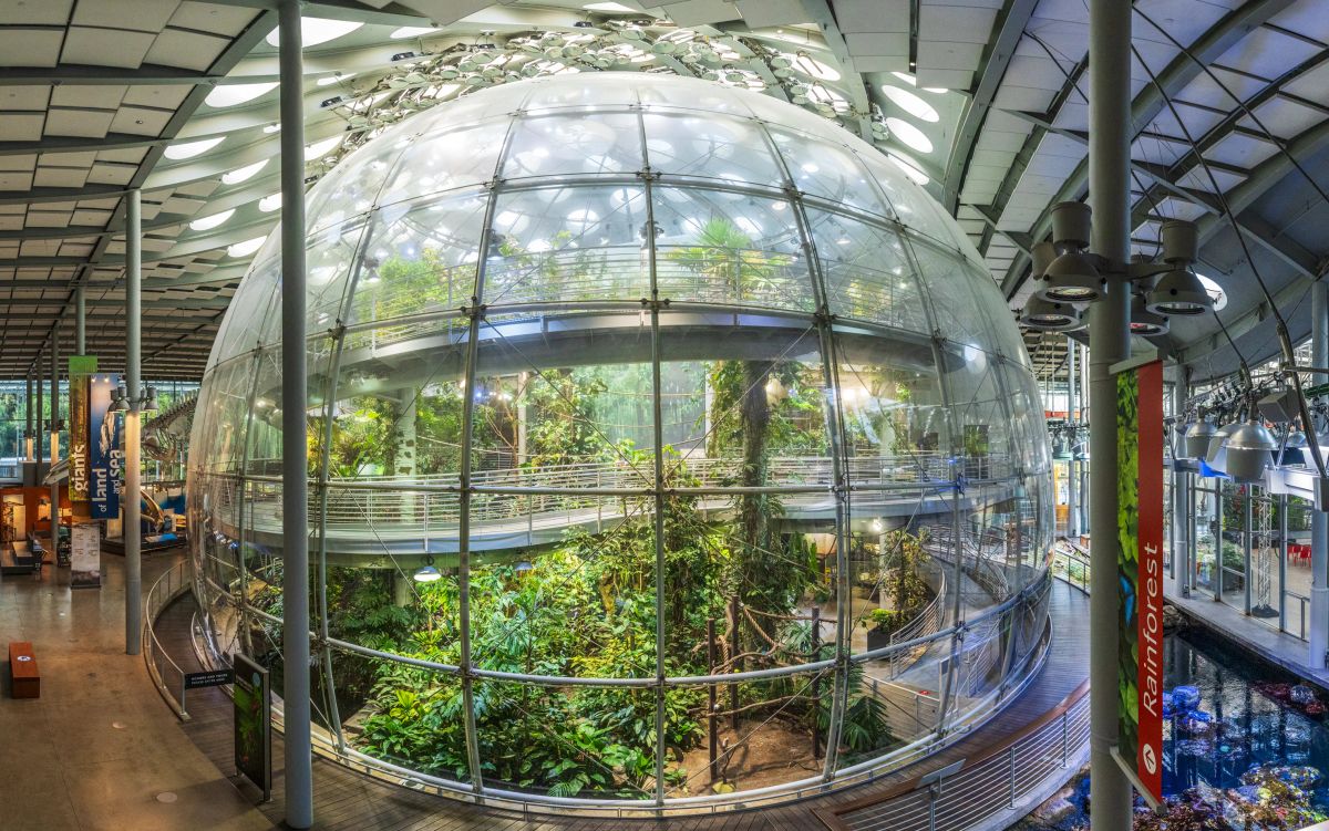 Osher Rainforest at the California Academy of Sciences