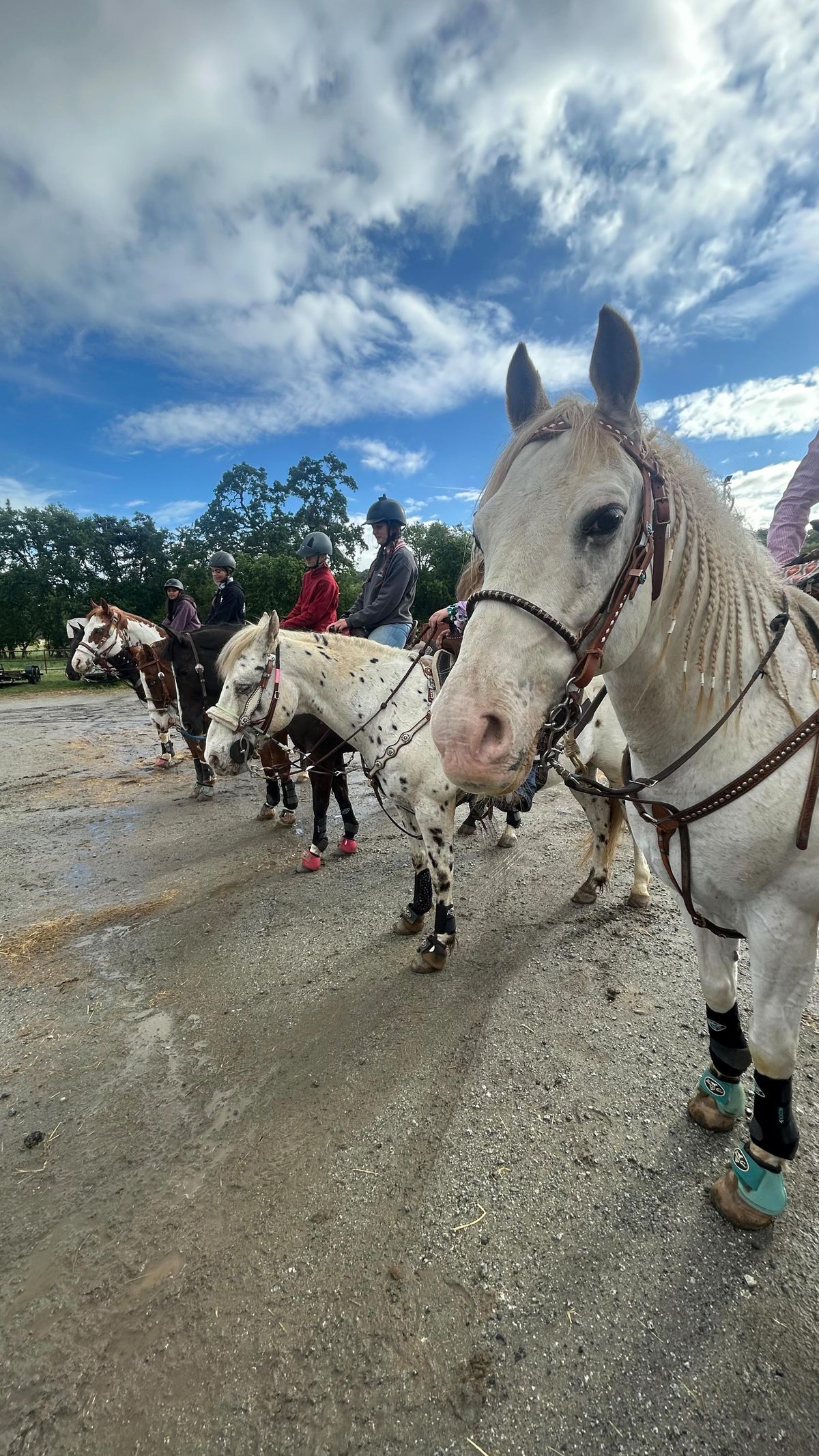 Painted Star Equestrian photo 1