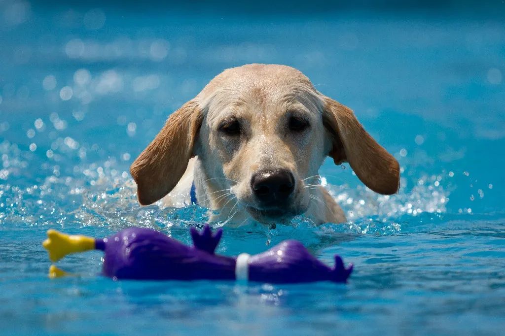 Paws Aquatics Canine Swim Center