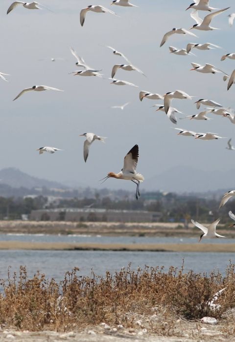 San Diego Bay National Wildlife Refuge photo 2