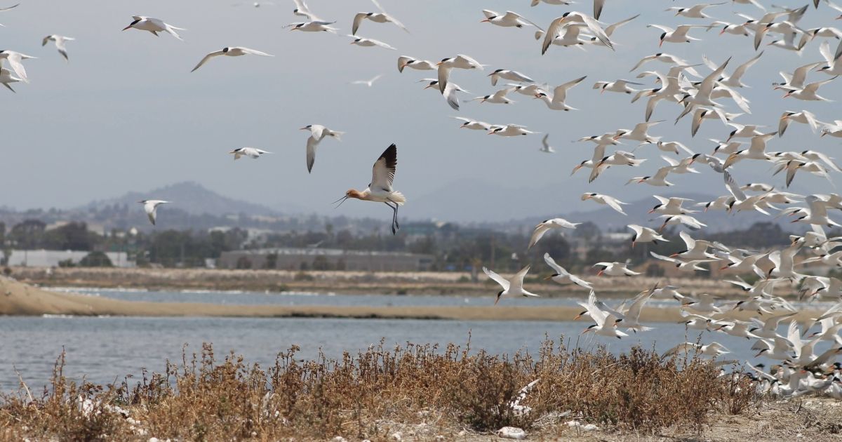 San Diego Bay National Wildlife Refuge