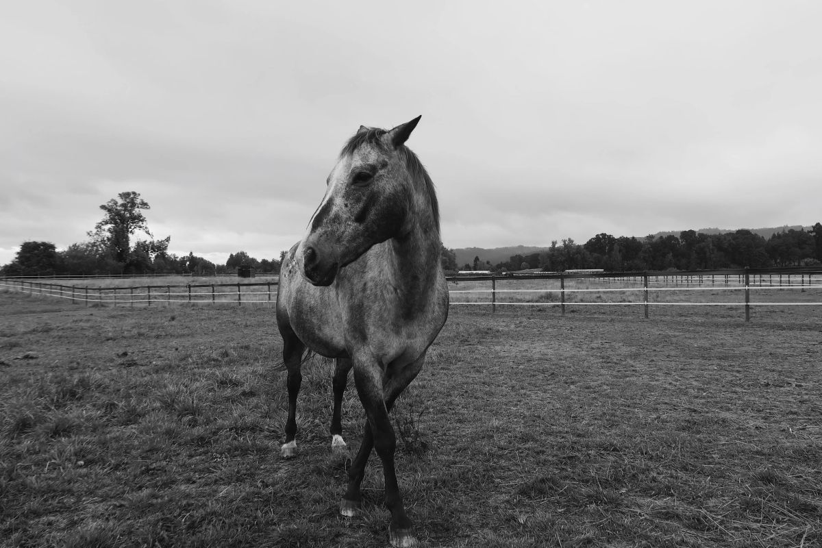 Sauvie Island Stables photo 1