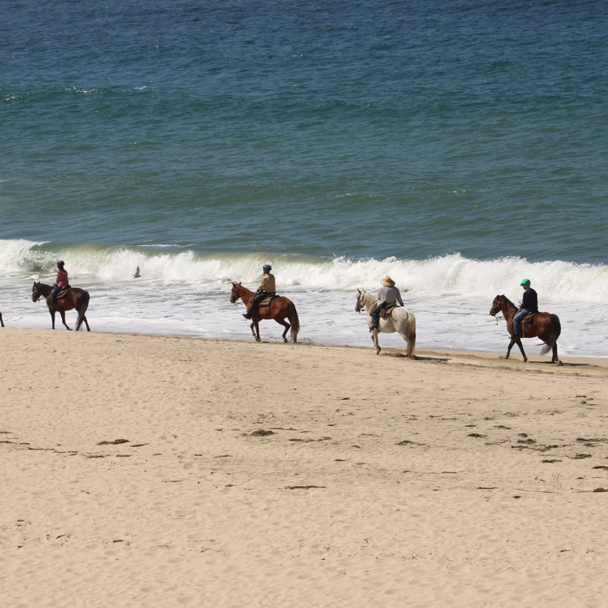Sea Horse Ranch photo 2