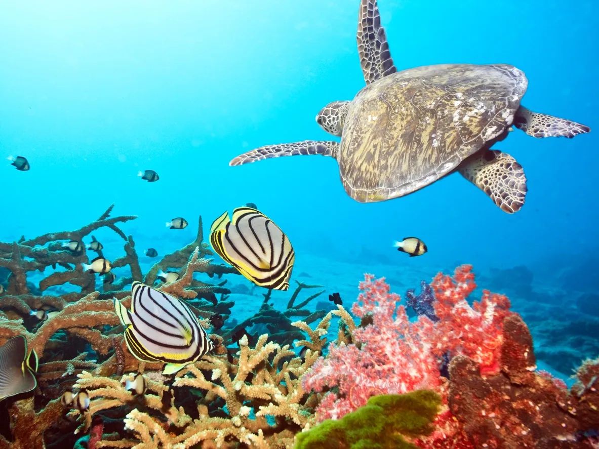 Sea Star Aquatics LLC