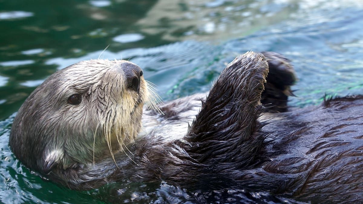 Seattle Aquarium Ocean Science Camps