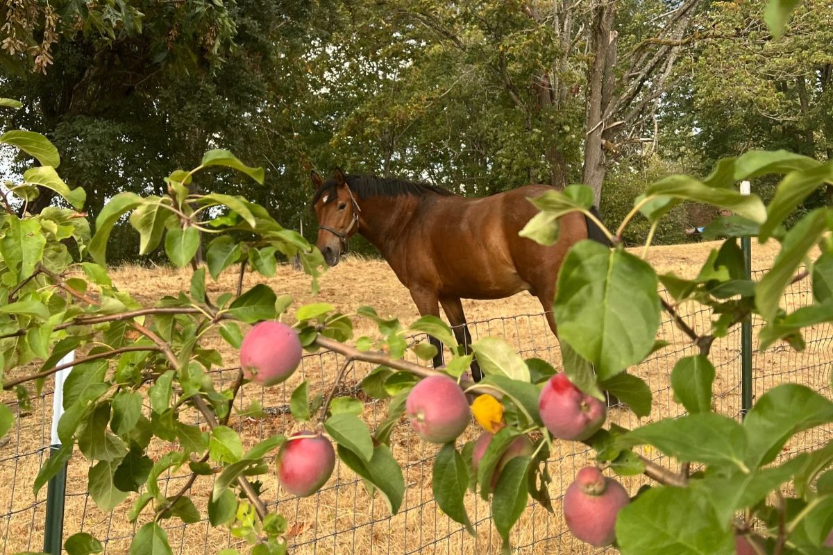Seattle Farm