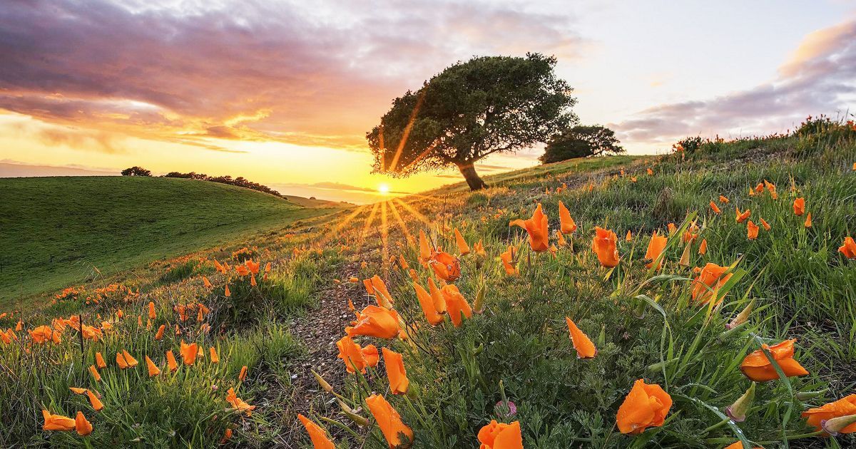 The Nature Conservancy in California