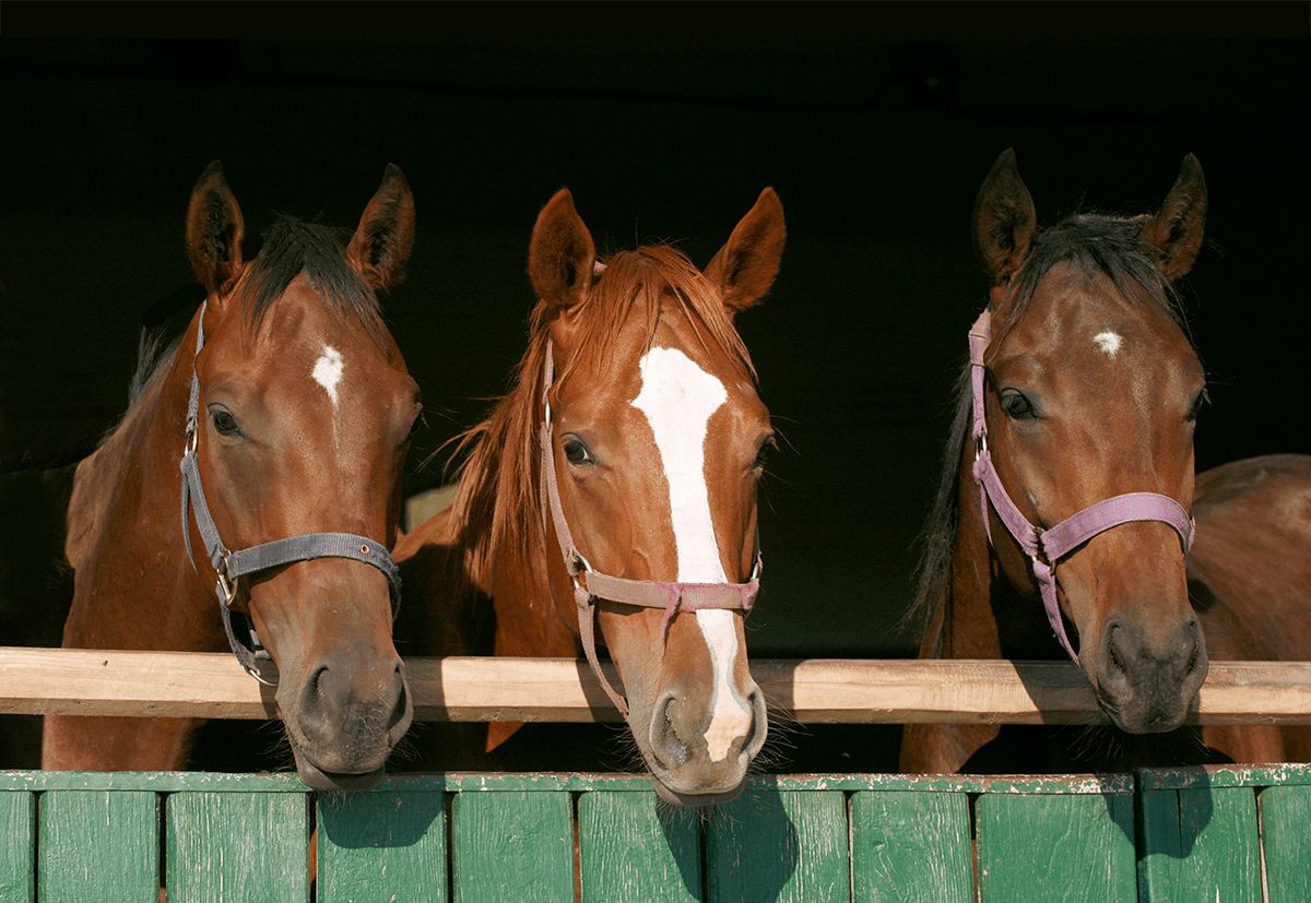 The Sherwood Forest Equestrian Center photo 1