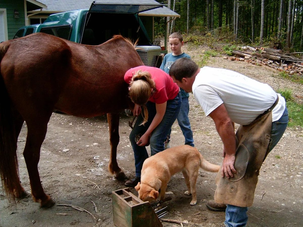 The Whole Horse Place photo 1