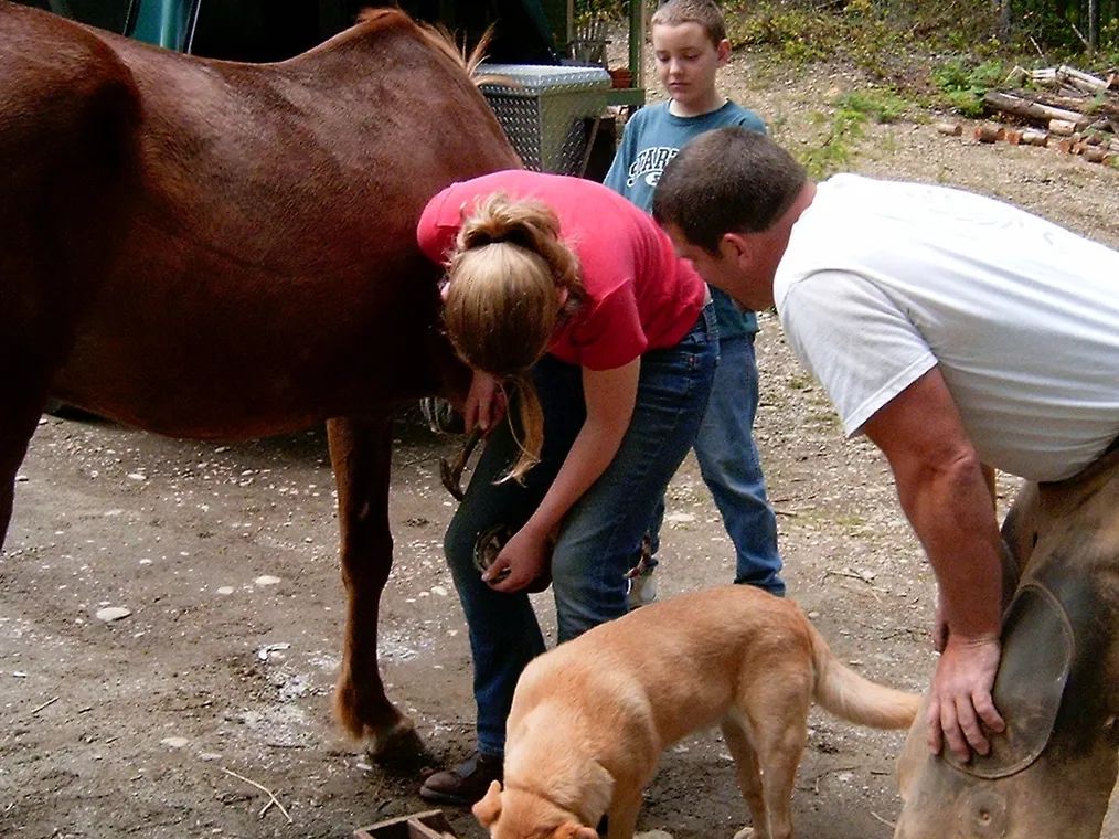 The Whole Horse Place photo 2