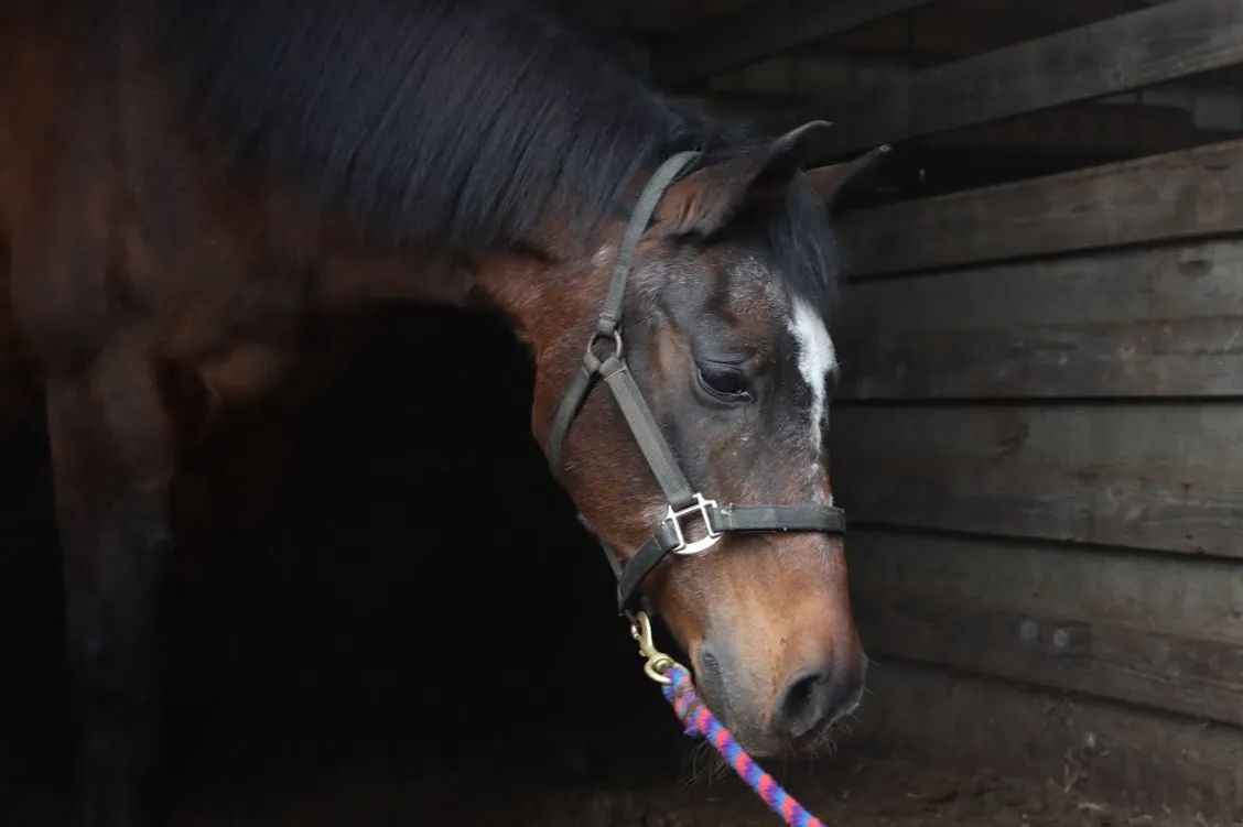 Wilsonville Equestrian Center photo 1