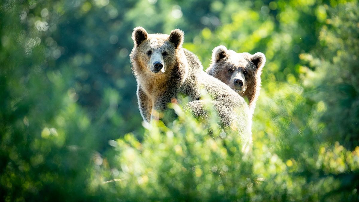 Woodland Park Zoo photo 3