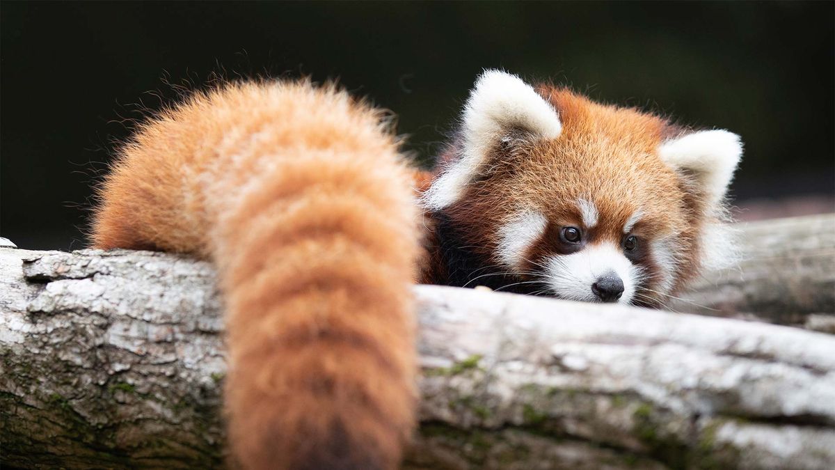 Woodland Park Zoo photo 4