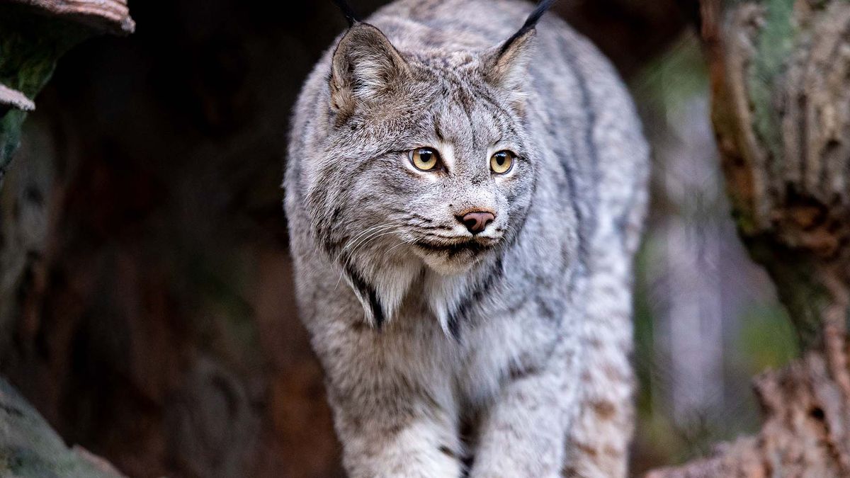 Woodland Park Zoo Youth Education photo 2